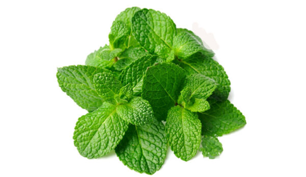 Mint Leaves/Daun Mint