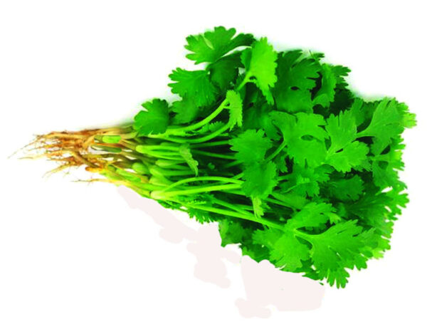 Coriander Leaves/Daun Kutumber